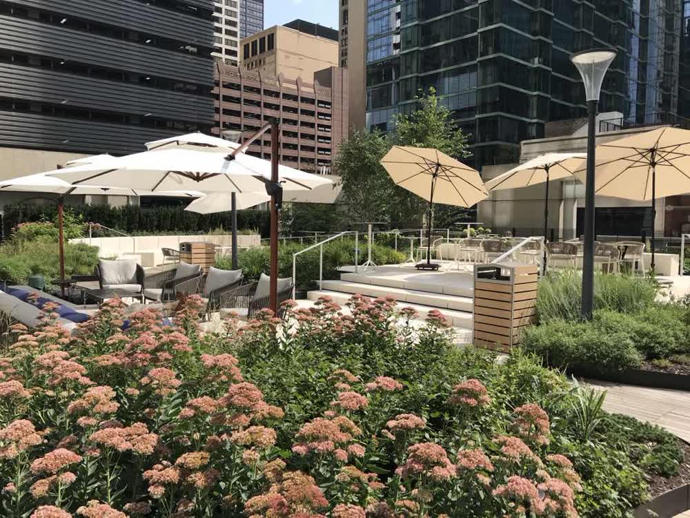 Roof terrace with sedum in bloom above Chicago streets